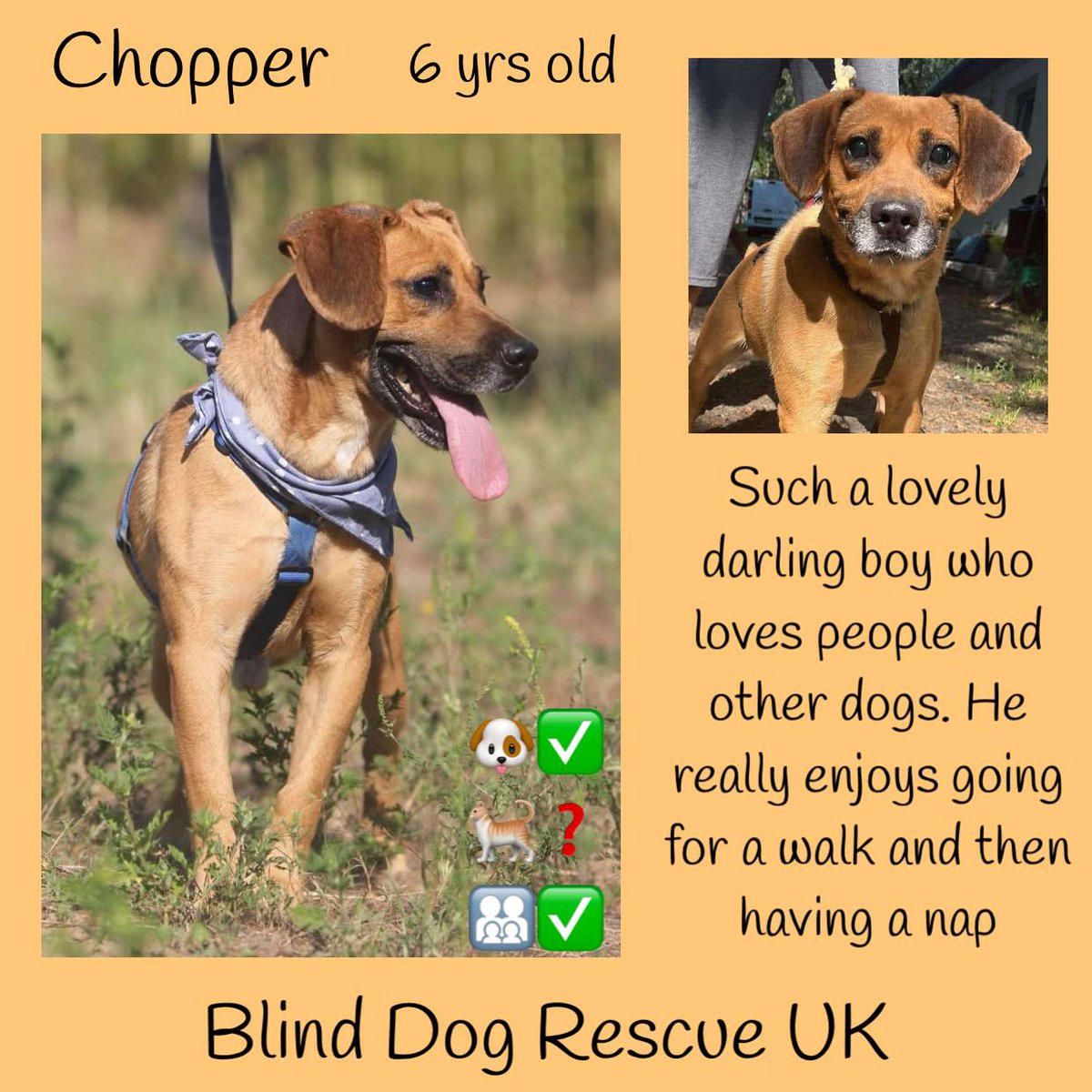 The_Animal_Team's tweet image. Estimated to have been born in 2018, CHOPPER is a lovely boy, he loves people &amp;amp; gets on well with other dogs. It is not known how he is with cats. It&apos;s unlikely that he has ever lived in a home before, currently he is in an outdoor kennel in a private shelter in Hungary. His…