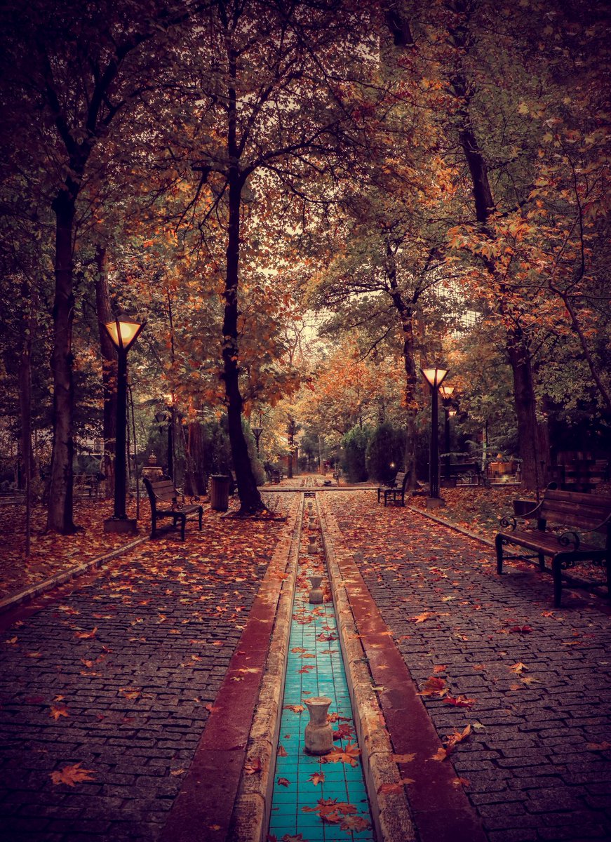 Share your pictures of leaves 🍁