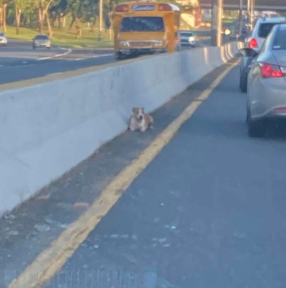 Remi Martin (@remimartinpr) on Twitter photo 🙏💙 Queremos dar las gracias a todas las personas que alertaron sobre el perrito en la carretera.
Gracias también al personal del Centro de Control de Animales de Carolina, quienes actuaron con rapidez y compromiso.
Hoy este perrito ya está seguro junto a su Guardián. 🐾✨ 🙏💙 Queremos dar las gracias a todas las personas que alertaron sobre el perrito en la carretera.
Gracias también al personal del Centro de Control de Animales de Carolina, quienes actuaron con rapidez y compromiso.
Hoy este perrito ya está seguro junto a su Guardián. 🐾✨