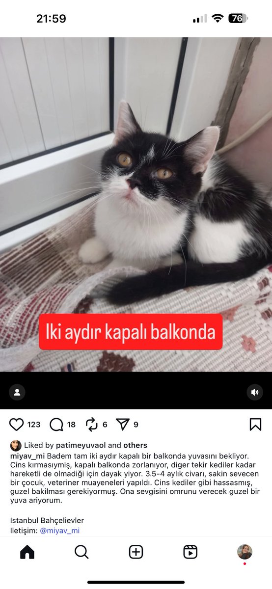 SelinLilibeth's tweet photo. Dayak yiyormuş evdeki tekirlerden. Yuva arıyor çok üzüldüm haline😭 

İletişim için görselde instagram adresi yazıyor altta. Oraya mesaj atın lütfen. https://t.co/3BViFG20Go