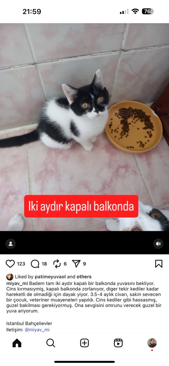 SelinLilibeth's tweet photo. Dayak yiyormuş evdeki tekirlerden. Yuva arıyor çok üzüldüm haline😭 

İletişim için görselde instagram adresi yazıyor altta. Oraya mesaj atın lütfen. https://t.co/3BViFG20Go