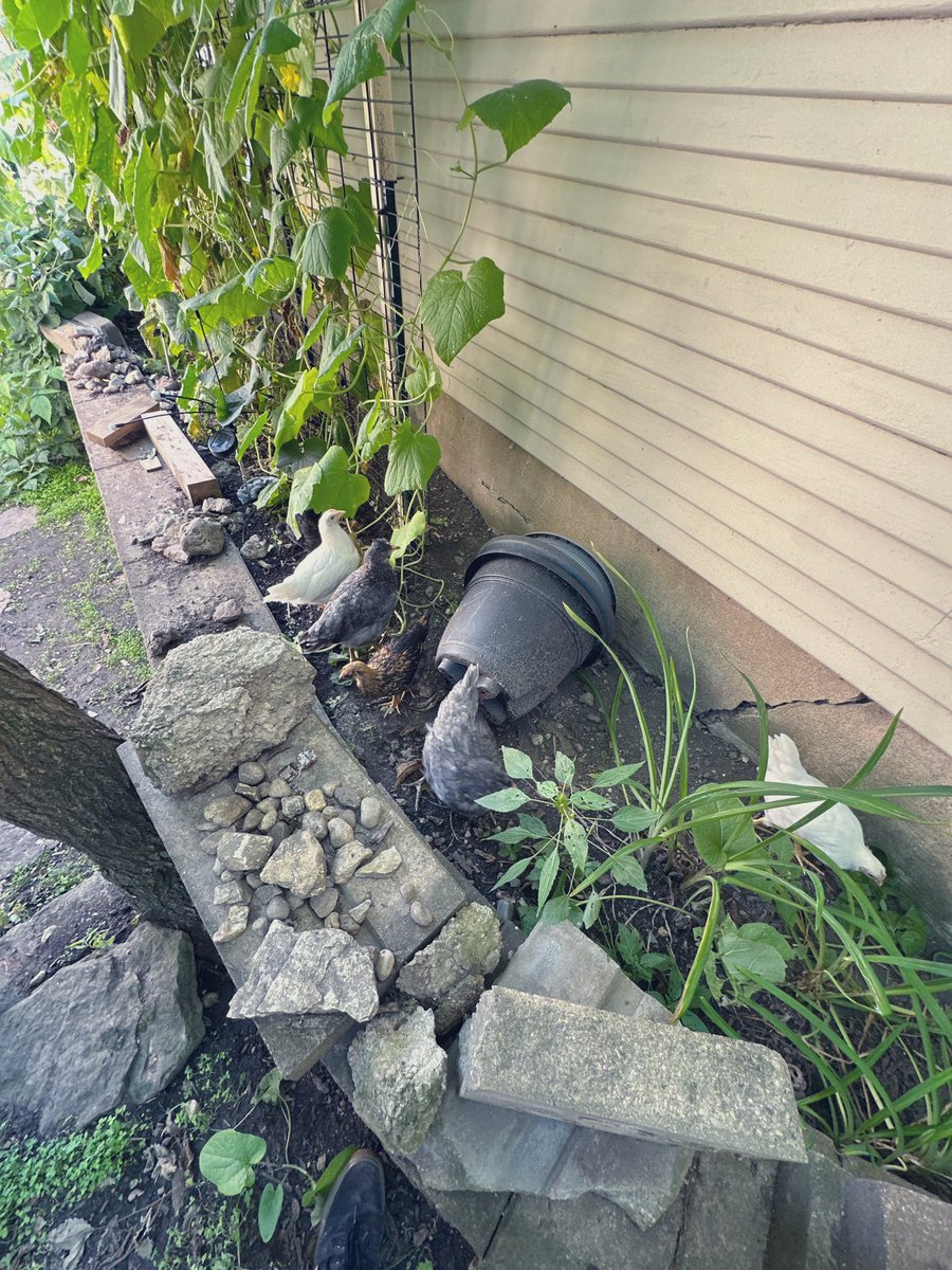 Chillin with the chickens pt. 2

I hope everyone is having an amazing #NormalFriday 

Brought to you by <a href="/normalfi/">Normal</a>