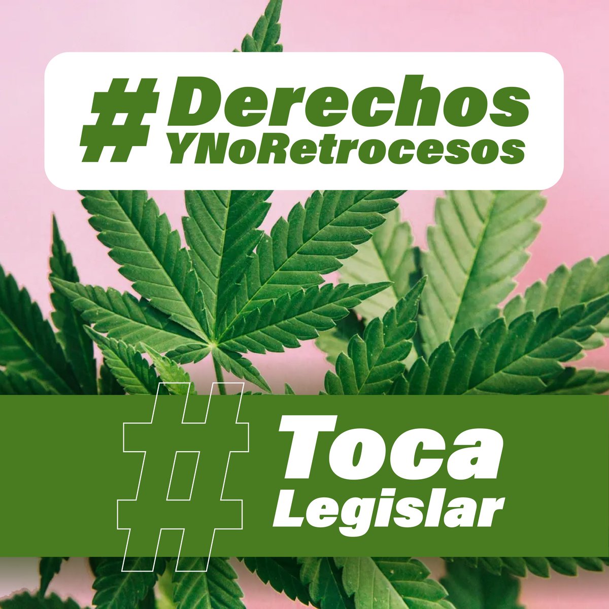 La lucha cannábica no se detiene. Defender derechos es impedir retrocesos: regulación justa y digna ya. #DerechosYNoRetrocesos #TocaLegislar