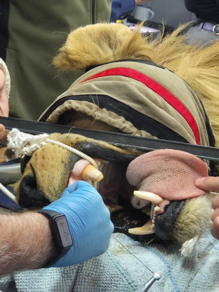 Malena the lion getting a root canal! Check out the story: mailchi.mp/theearthorgani…