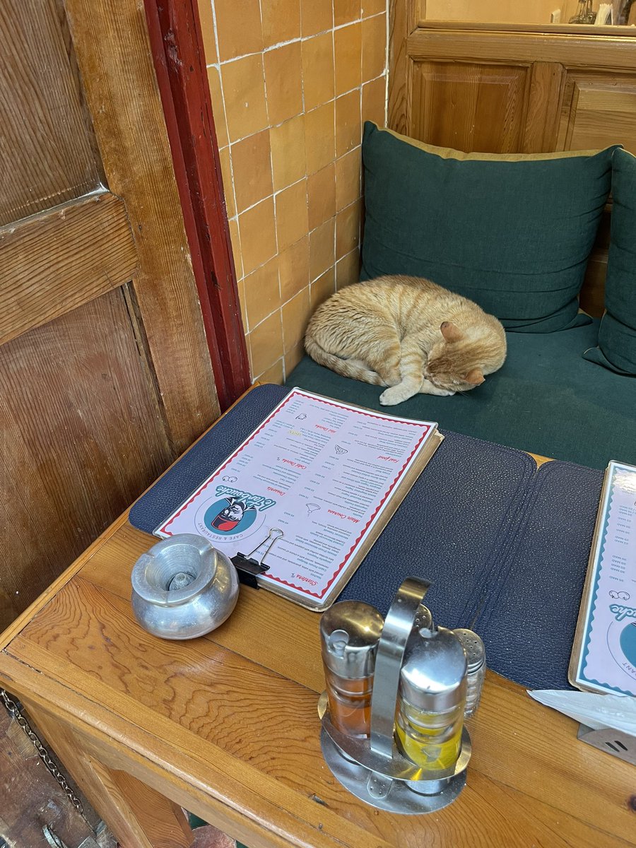 I gatti del Marocco….😽