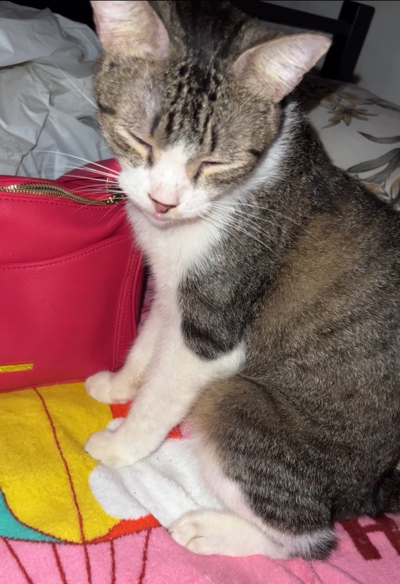 Gatinhos da Di 🐈 Abrigo Davi (@ajudando_anjos) on Twitter photo Olá, amigos! Sou o Seu Madruga! Ainda não conseguimos a ração do dia. Podem nos ajudar? Daqui a pouco a loja vai fechar e sem ajuda vamos ficar com fome.
Quer ajudar e prefere falar com a loja? VetFarma (75 ) 99988-1815
RT, por favor! 🧡
🔑 dieginaramos@gmail.com Olá, amigos! Sou o Seu Madruga! Ainda não conseguimos a ração do dia. Podem nos ajudar? Daqui a pouco a loja vai fechar e sem ajuda vamos ficar com fome.
Quer ajudar e prefere falar com a loja? VetFarma (75 ) 99988-1815
RT, por favor! 🧡
🔑 dieginaramos@gmail.com