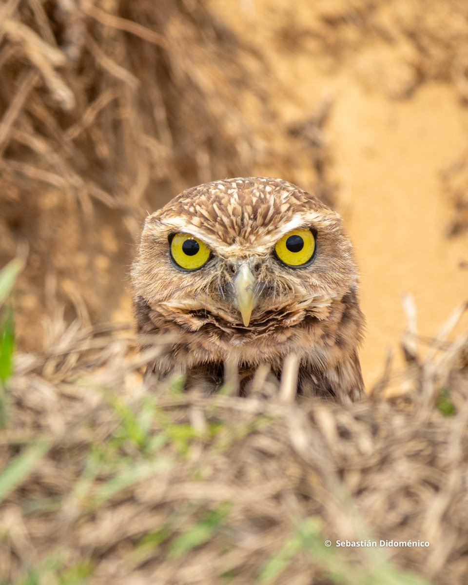 En ‘Parientes de la Orinoquía’ celebramos la conexión profunda entre las personas, las familias y las especies que habitan esta región de Colombia. 

Visita las historias ➡️ wwf.org.co/?397032/conser…