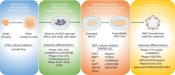 Nature Protocols tweet media
