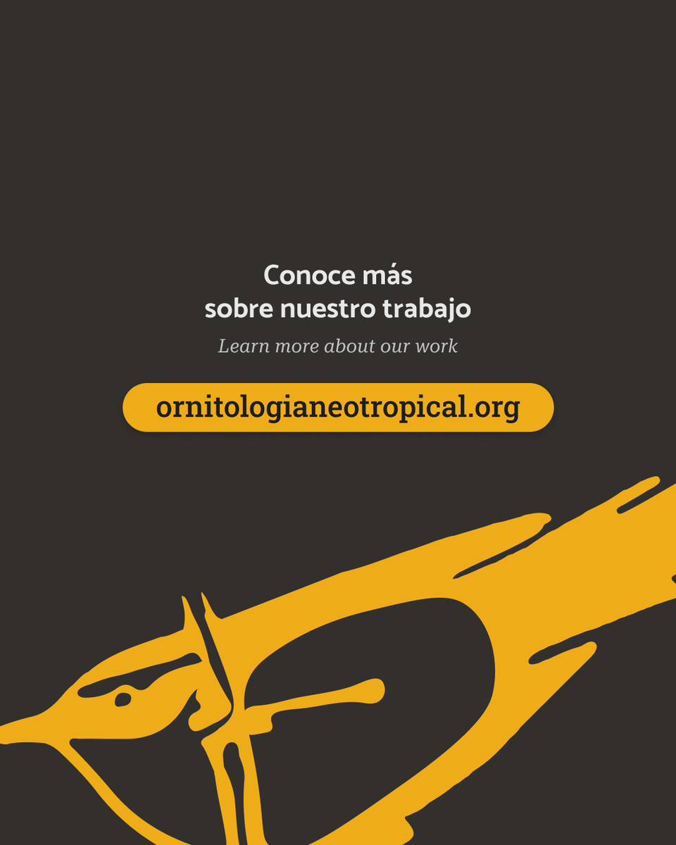 Ornitología Neotropical tweet media