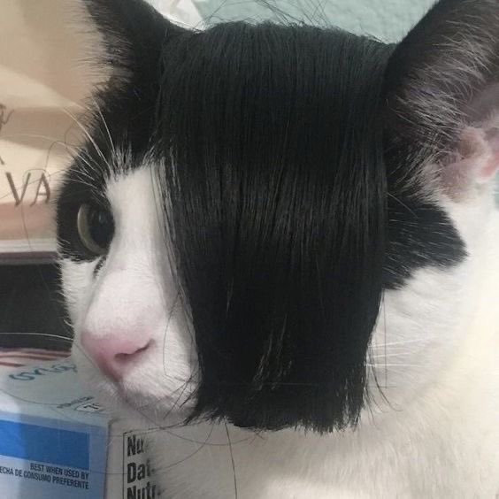 *2 1/2 year old niece playing with her hair, pulling it over her face and being silly*
me: ohhh you’re an emo!
niece: *giggles* I’m an emo!
*turns around and runs to her mom*
niece: IM AN EMO!
SiL: *looks at us and starts laughing*
me: uhh…I guess I just taught her that😂😭