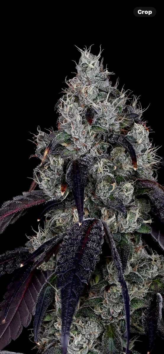 CaseyTreez's tweet image. Cherry Popperz X Tear Gas 9