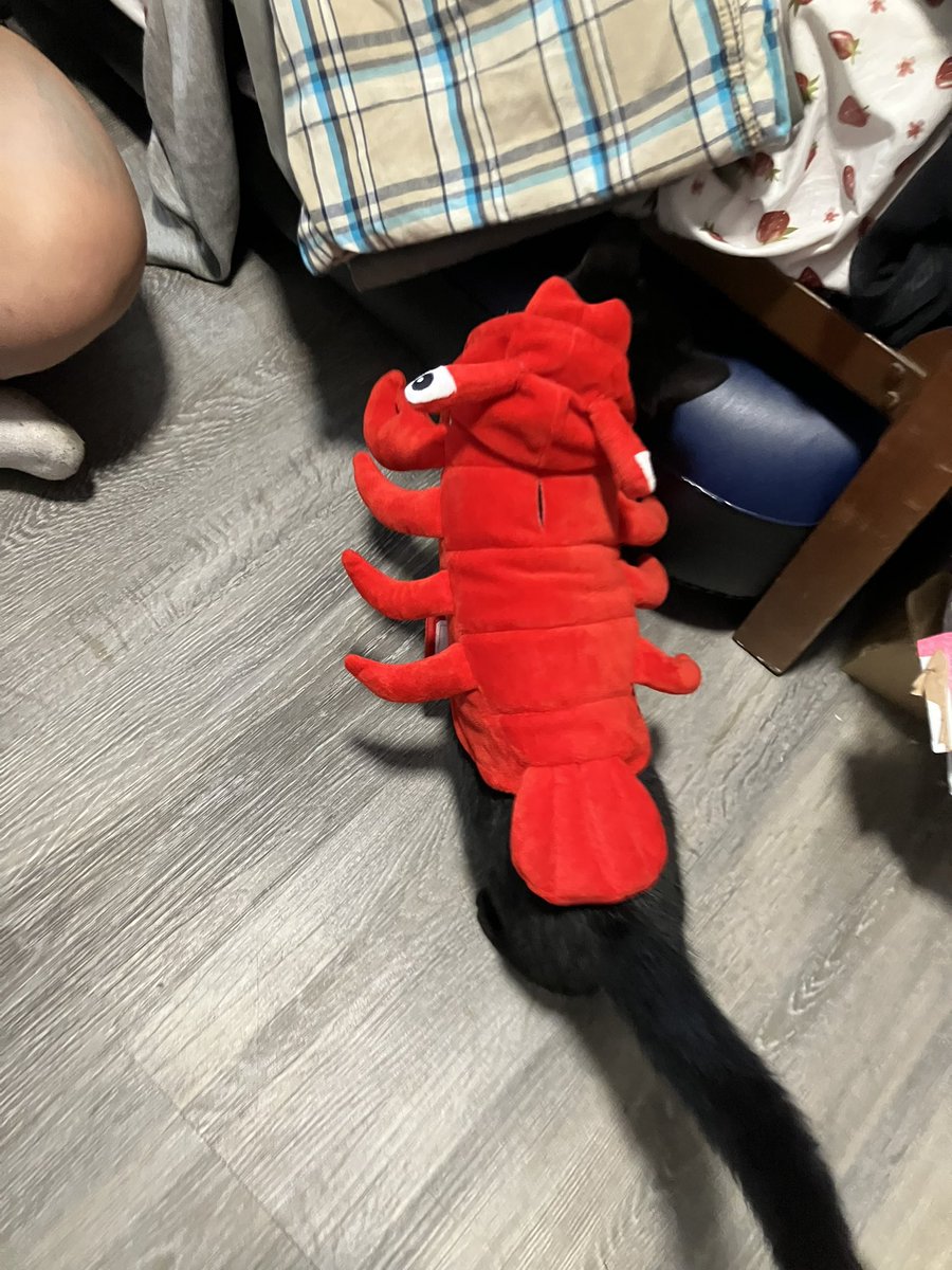 Bug has become an ocean bug !