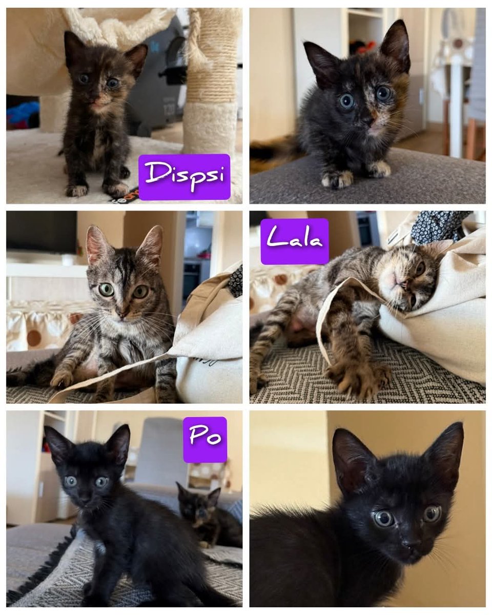🎉FAMILIA EN ADOPCIÓ🎉
Per favor, si no pots acollir o adoptar, dona-li a COMPARTIR.
 CONTACTA’NS ✨
📝QÜESTIONARI PRE ADOPCIO 👇🏻
forms.gle/tgLtyMh5RNmQAf…

📍Estem a Sueca, Valencia
📲696530119 atenem per watshapp
📩proansu@hotmail.es o privat