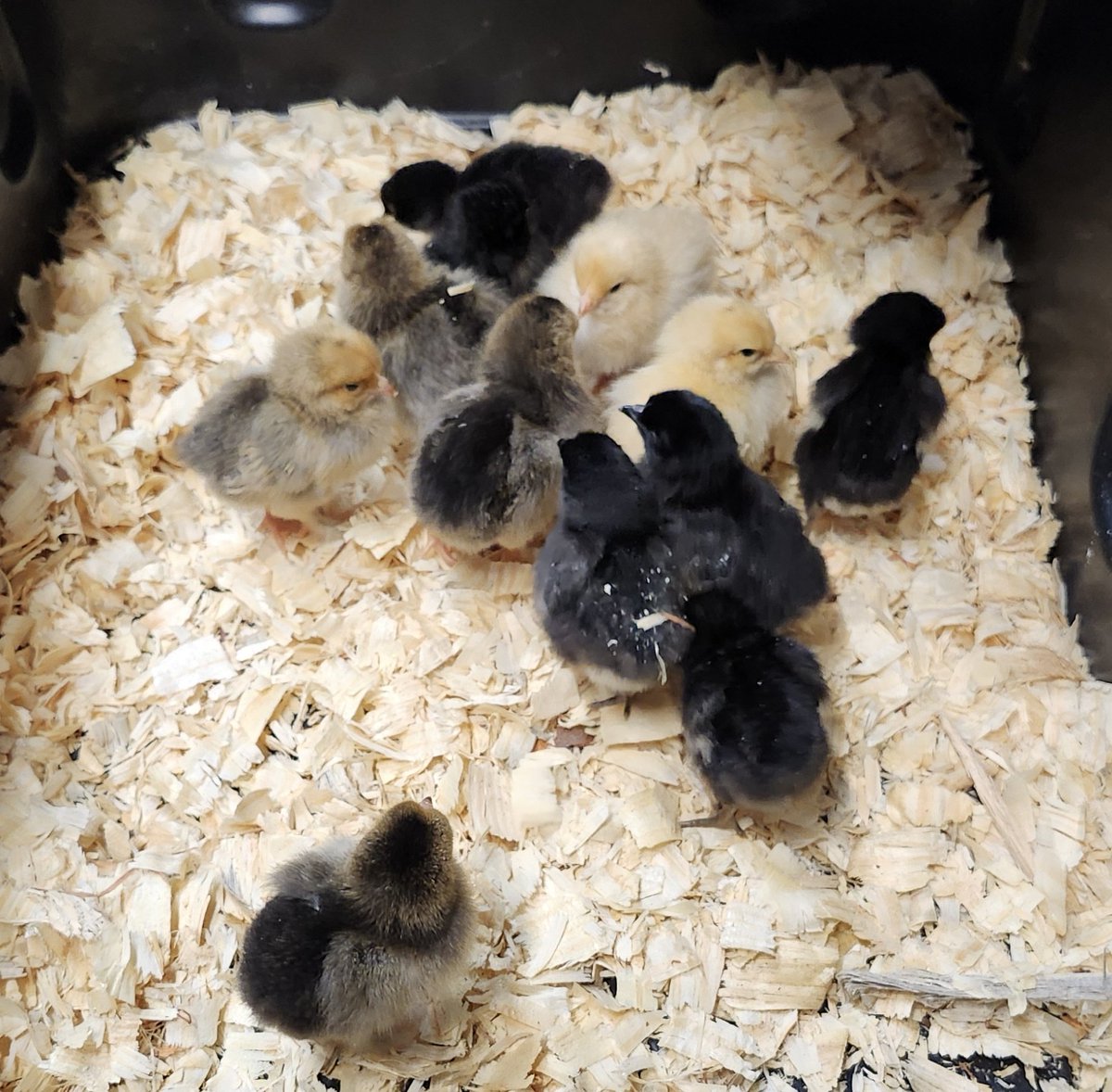 I only got 33 more chicks. 6 of these, 12 of that one, 6 of those, 6 of the ones in that bin and 3 turkeys. All for $1 each. My friend at TSC put the turkeys back just for me 😆