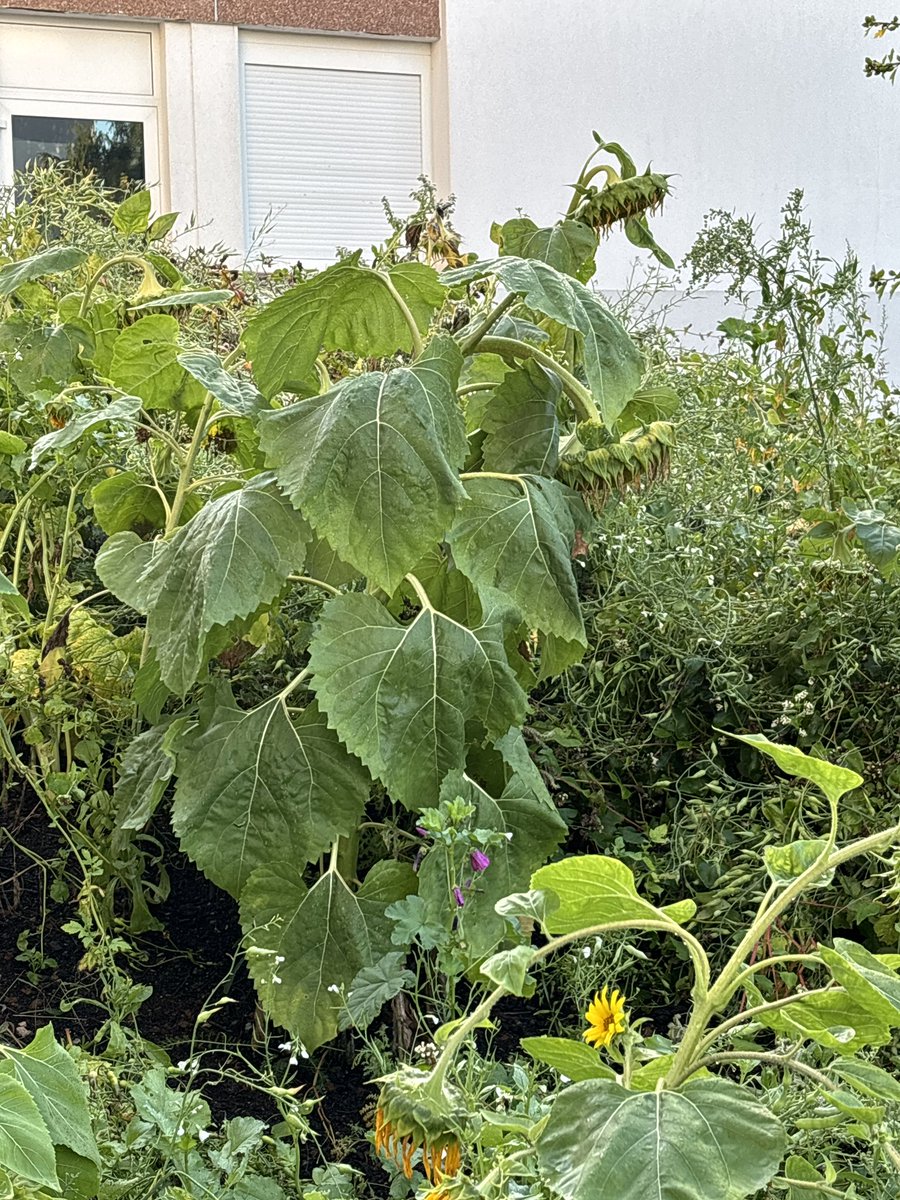 Journée de pré-rentrée 🧑🏽‍🏫👩‍🏫👨🏼‍🏫 au <a href="/clgVautrinLud/">Collège Vautrin Lud</a> !
Une équipe mobilisée pour préparer l’accueil des élèves, lancer de nouveaux projets 🚀et ouvrir une année scolaire. 📆 
 Découverte de la jachère plantée par les éco-délégués #EED .
Bonne année à tous !