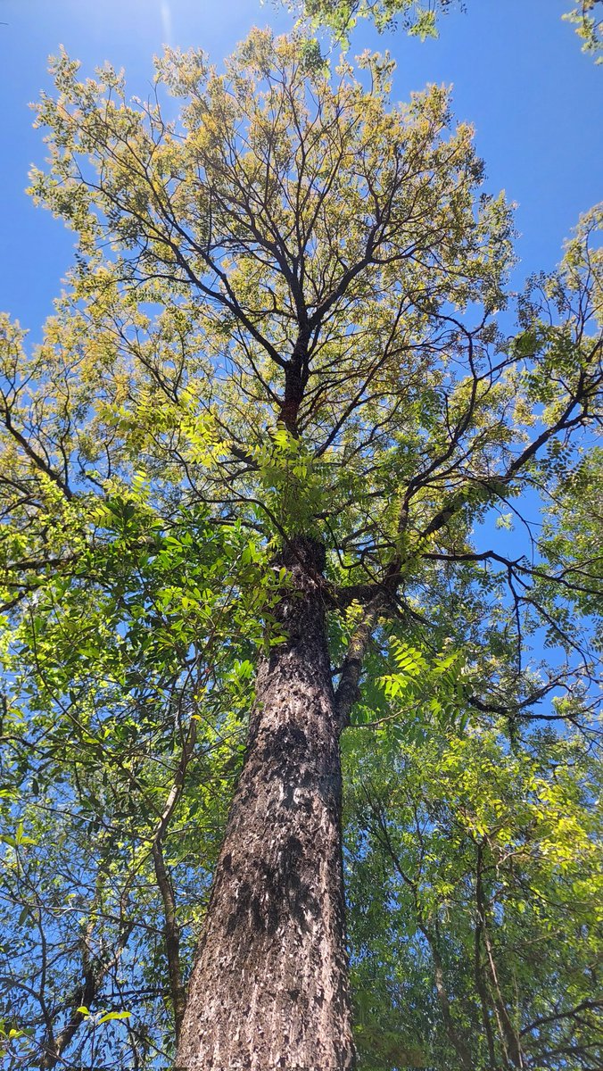 Sabes cuánto le cuesta a un arbol llegar hasta ahí arriba?
Cuesta, habitualmente, mucho tiempo.
Muchísimo más que una vida humana.
Algunos están acá antes de que hubiera un país.
Mirando al sol, construyendo el aire que respiramos, nuestros suelos...