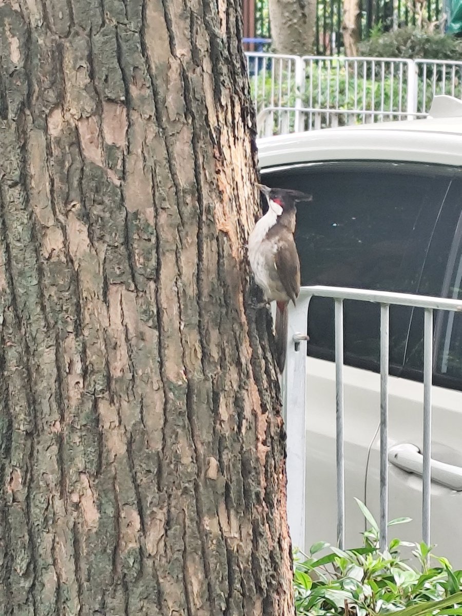 纪年Ginias tweet media