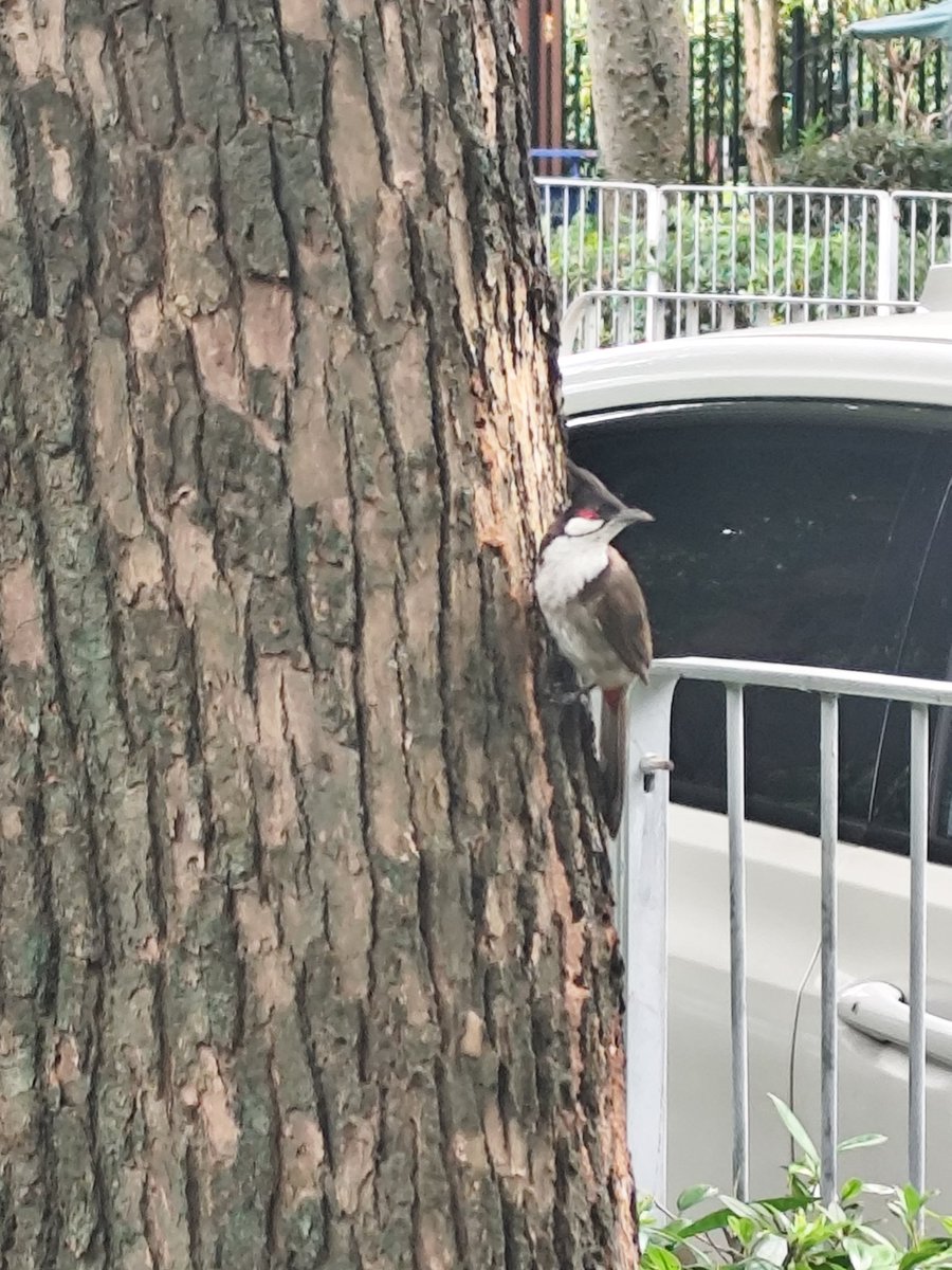 纪年Ginias tweet media