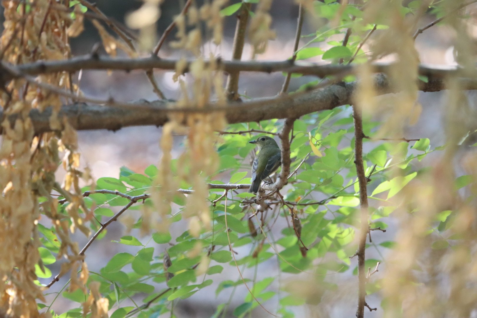 KEN-S@大阪城野鳥探鳥 on X: 