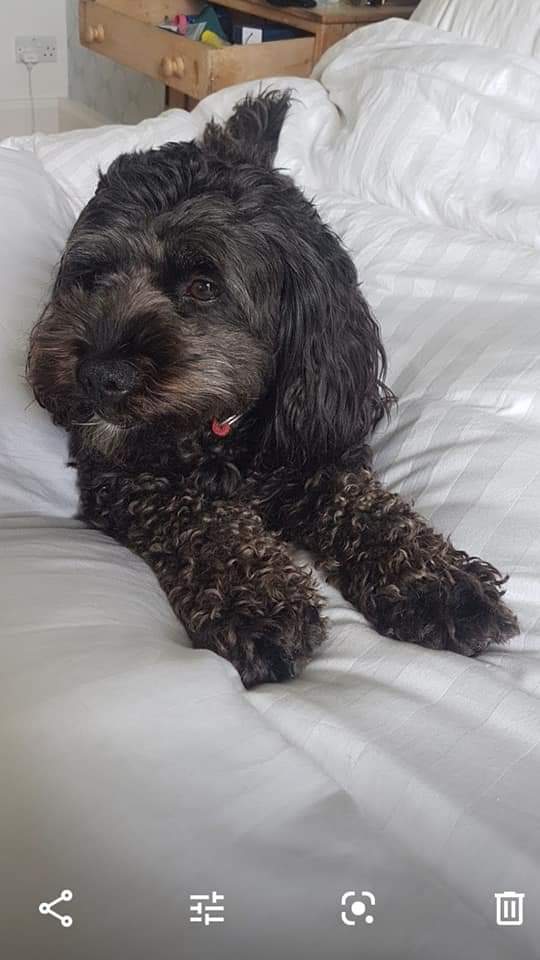 MissingPetsGB's tweet photo. BEETLE was stolen 5 years ago today. She is still hugely missed by her family. We won't give up on our search for her. #findbeetle
Please share Beetle's posters today ππ
Stolen #Alvediston #Wiltshire #uk https://t.co/9nKLwB8PQ5