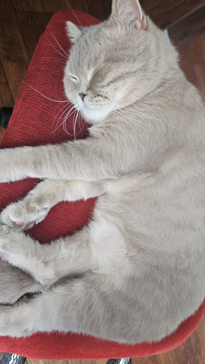 ๐๐ก๐ฆ๐๐ญ ๐๐๐๐ง '๐๐๐๐' ๐๐๐๐๐๐ tweet media