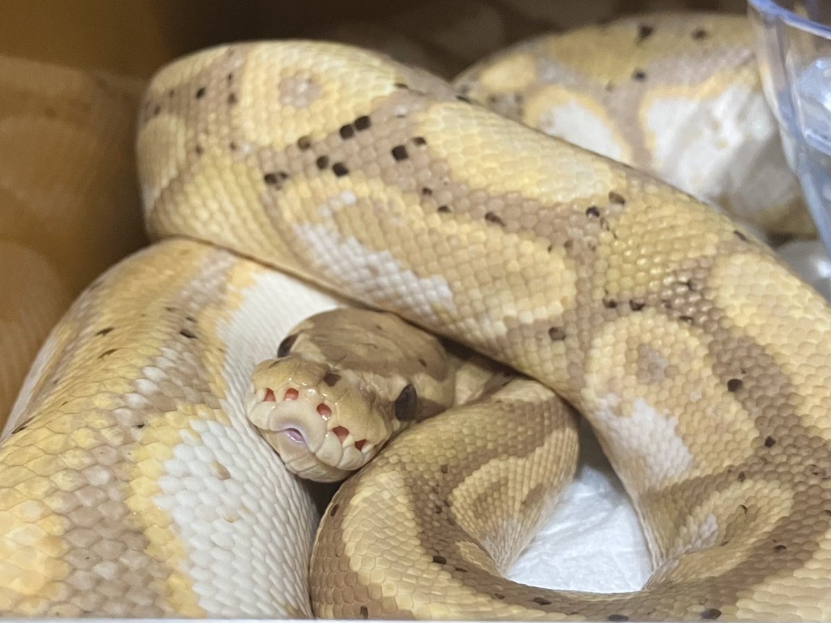 XiangJiaoKawaii's tweet image. 多分寝てるんじゃお