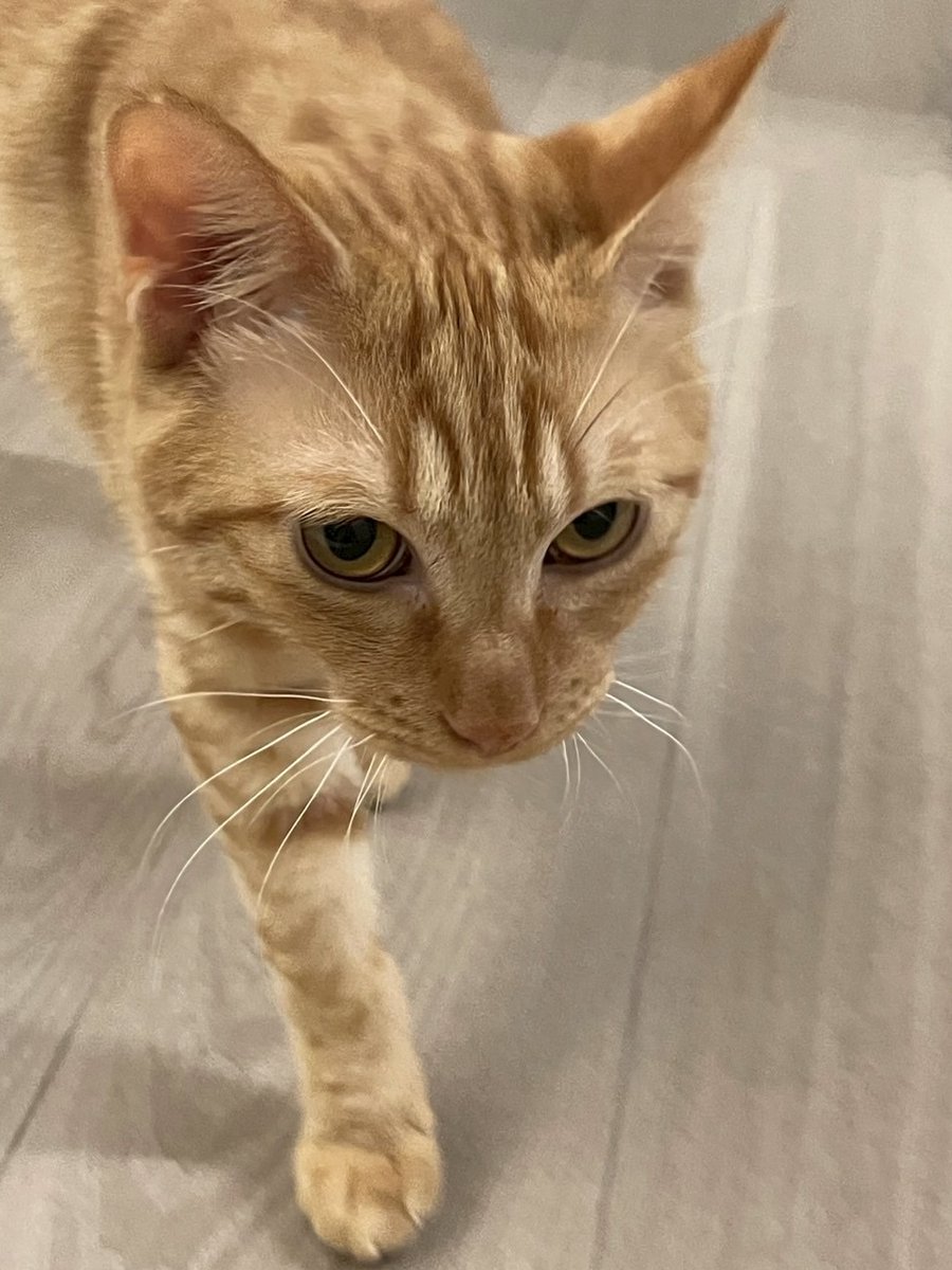 おはようございます！🌞 
パソコンショップエムズは本日も元気に営業中です💻

新しいパソコンや周辺機器をお探しの方、ぜひご来店ください！お待ちしてます！

#猫 #猫のいる暮らし #猫好きさんと繋がりたい
 #とらのすけ専務