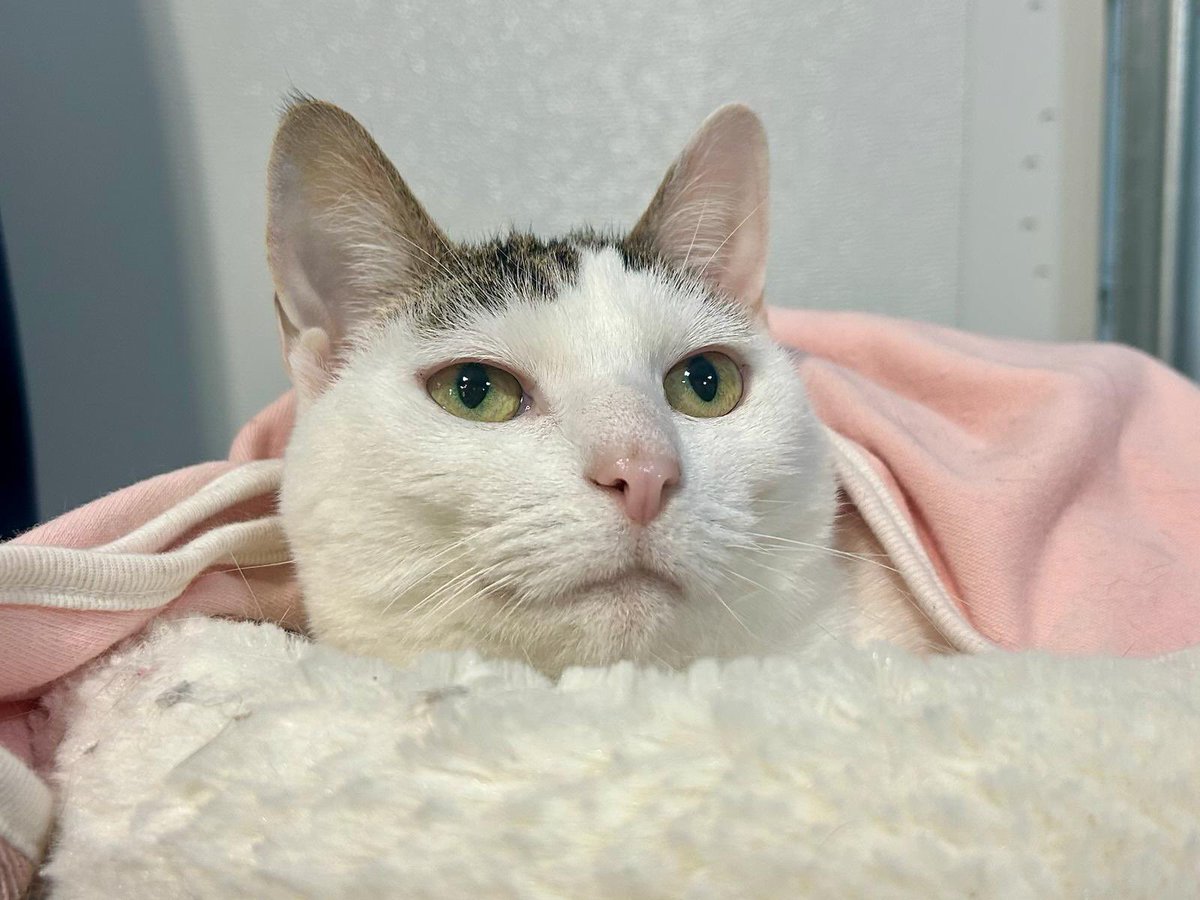 rescueridge's tweet image. 🌸 Althea (5 yrs)
Petite and pretty, Althea is sweet, smart, and a little shy at first—but once she feels safe, she’ll be your loyal best friend. She’d thrive as a solo pet or in a calm home with older kids.

Apply at RescueRidge.com

#adoptme #RescueRidge #kittycat