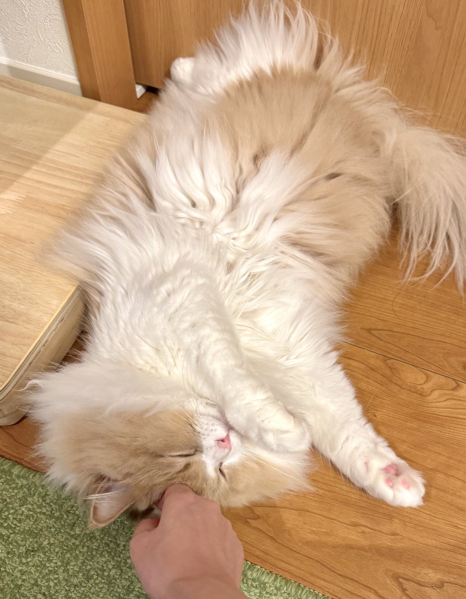 ロカくん、おはよー！
同居生活546日。

隙あらばナデナデしてる飼い主の手を噛んでやろうと企むも、眠さに負けたロカくん笑

#サイベリアン
#猫のいる暮らし
#ねこ好きさんと繋がりたい