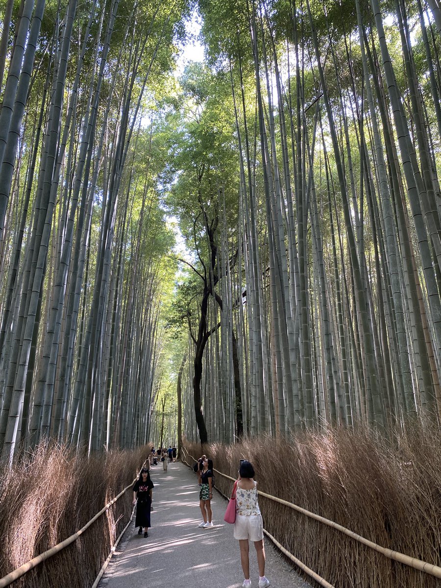 ザ、京都‼️