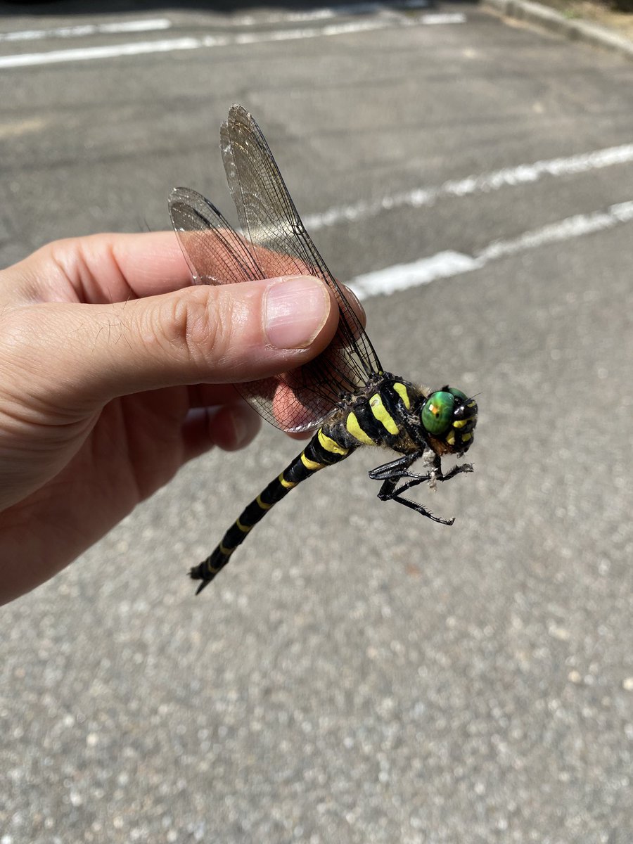 久々にオニヤンマを手掴みできました。
油断してたらおもいっきり噛まれました。
かなり痛かったです。