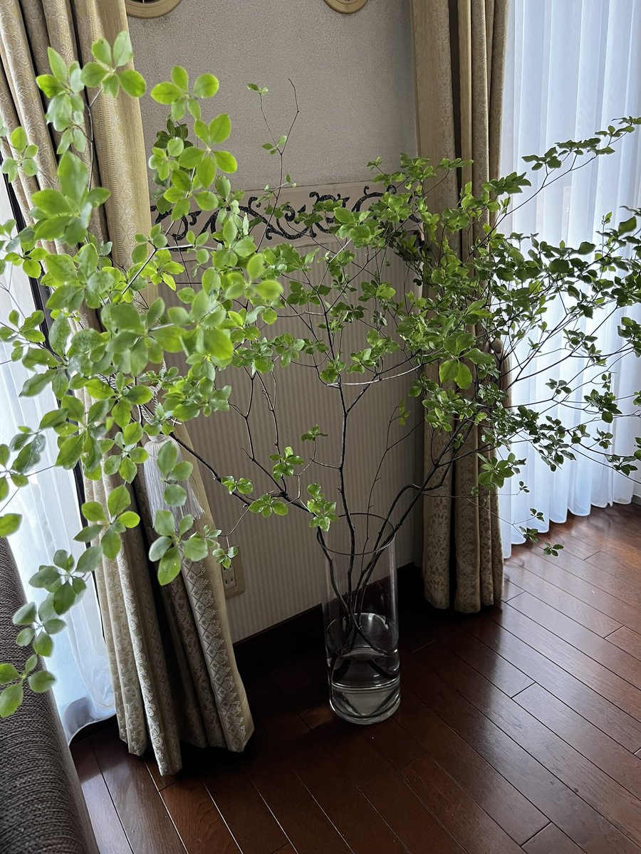 blendergogo's tweet photo. 夏の室内の植物はやっぱり枝物が長持ち。 https://t.co/ciOfhLGVl7