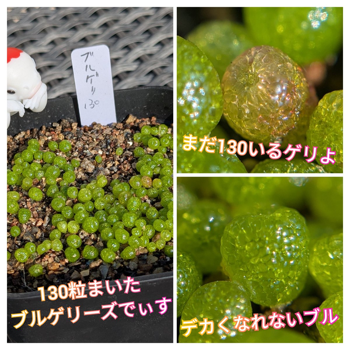 種から育て中の多肉たち
成長が遅くて心配になりますがこのまま極小でもかわいいのでデカくならなくていいかもね
＃多肉植物
大人になんてなりたくない🥸ﾄｲｻﾞﾗｽｷｯｽﾞ