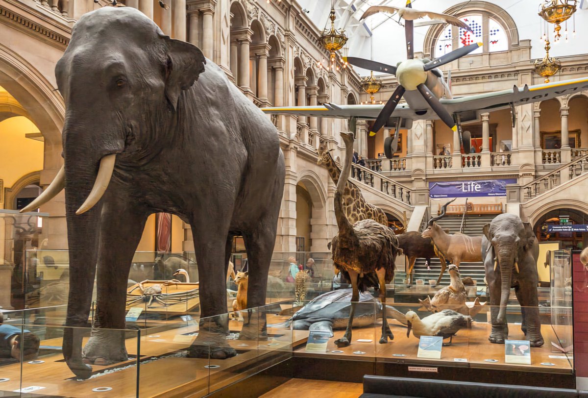 This is Sir Roger the Asian elephant who was shot by firing squad for being trunk and disorderly, and he's one of the main attractions in Glasgow's Kelvingrove Art Gallery and Museum. I'm writing about #Glasgow in today's (Saturday) travel pages in The Herald.