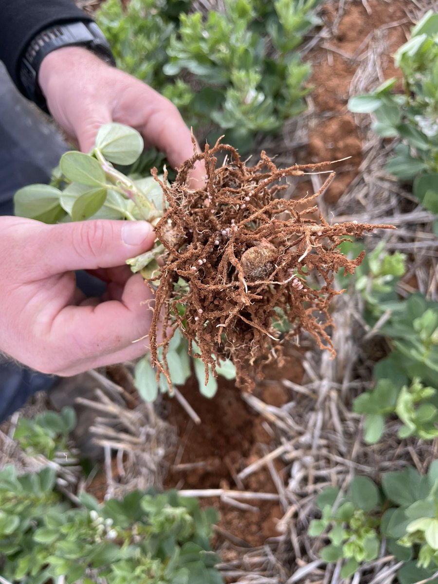 The best nodulation I’ve seen this season on some Faba beans <a href="/newedgemicrobes/">New Edge Microbials</a> <a href="/AltoraBallarat/">Altora Ag - Ballarat</a>