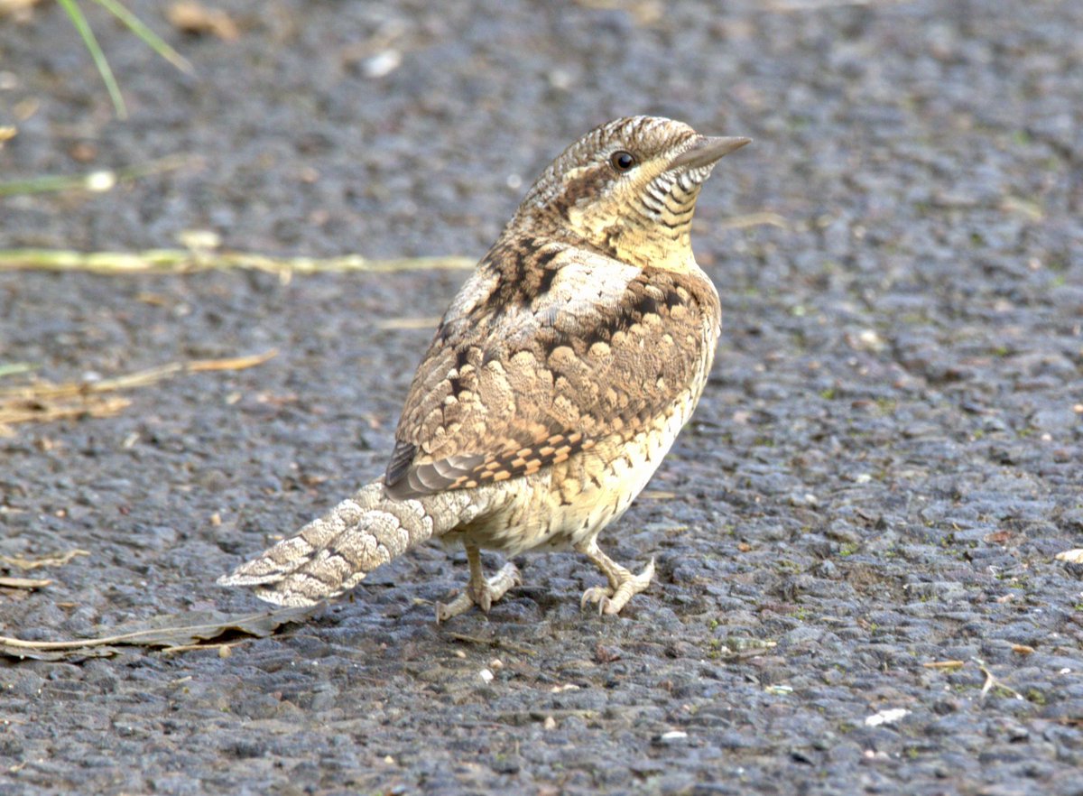 After years of waiting and missing them… today I finally saw my first wryneck. 🪶✨ #Birding #Lifer #wryneck #devonbirds #rspbexeestuary #canon <a href="/DevonBirds/">Devon Birds</a> 
<a href="/RSPBExeEstuary/">RSPB Exe Estuary & Darts Farm</a>