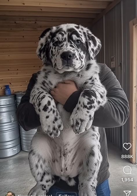 You have to name him the last thing you ate