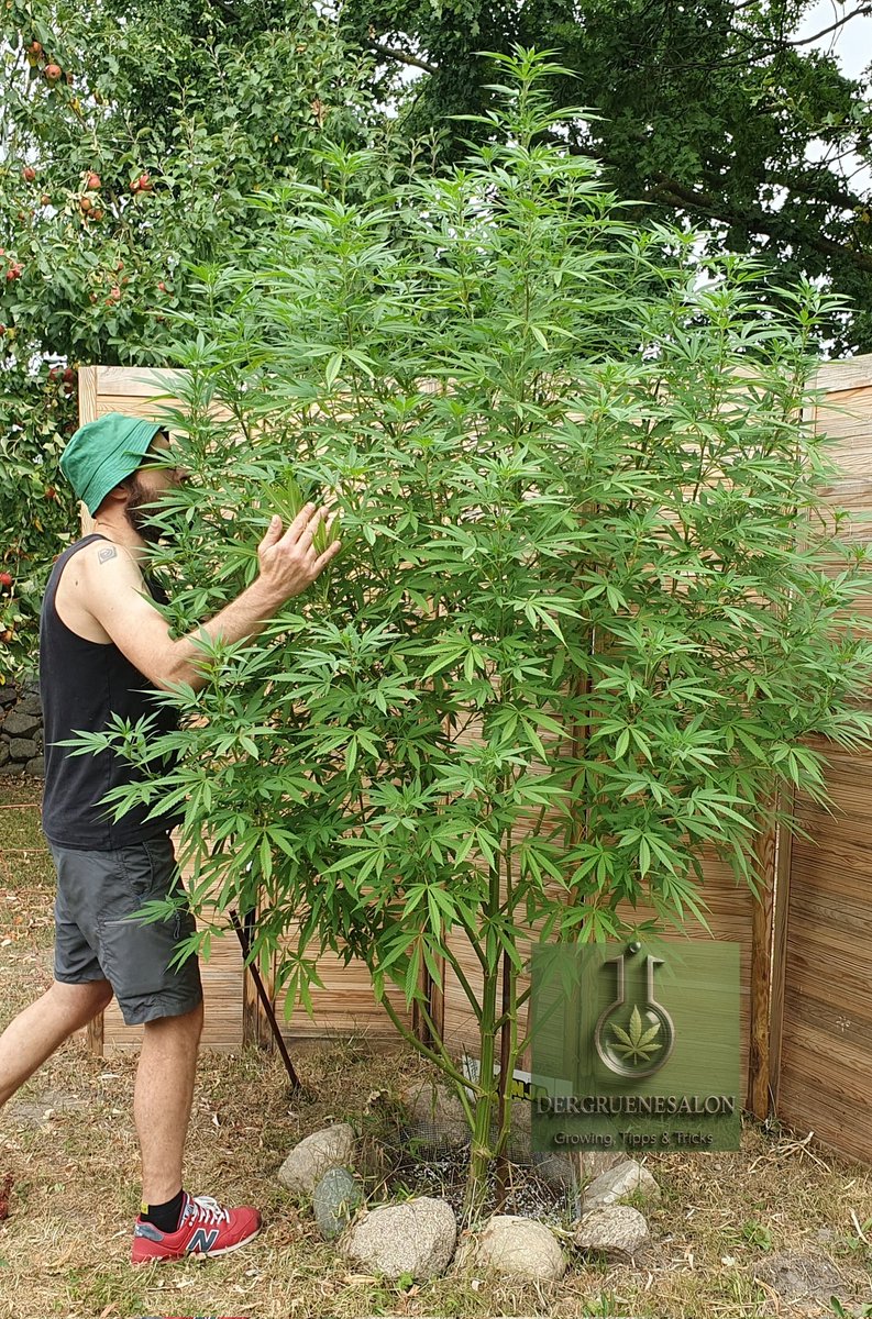 Slurricane von Ganjafarmer Seeds Tag 138
Eine große Liebe in Zahlen:
Höhe 260 cm
Breite 150 cm

Da sie immernoch nicht in dr Blüte ist, habe ich gestern versucht ihr einen Düngeimpuls zum Blühen zu geben. Mal sehen ob es funktioniert.