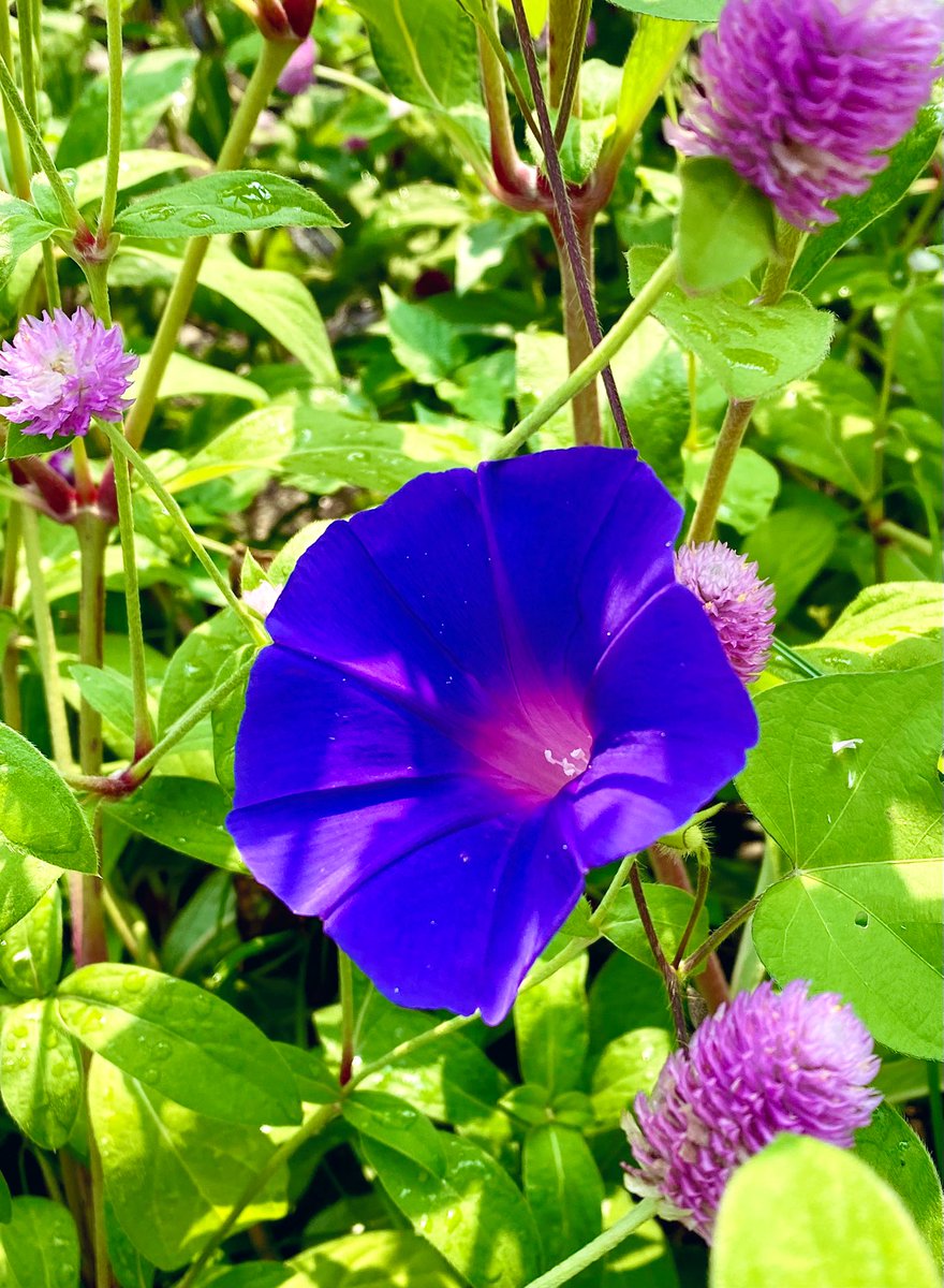 おはようございます🌤️

今日もいい一日になりますように✨

＃アサガオ
＃千日紅
＃TLを花でいっぱいにしよう