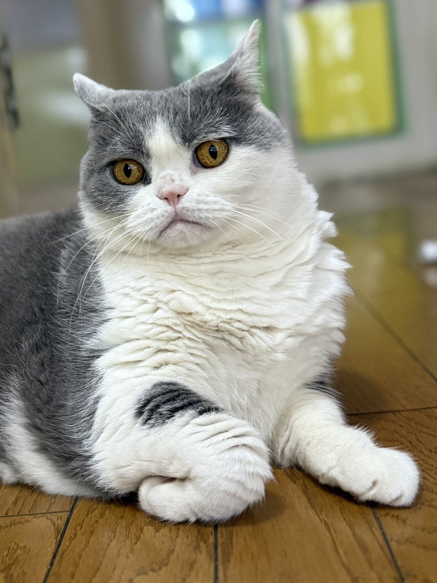 「むうっ、あの構えは…グニャール！」

「…知っているのか、雷電！？」

#グニャール
#土アップ祭
#ブリティッシュショートヘア
