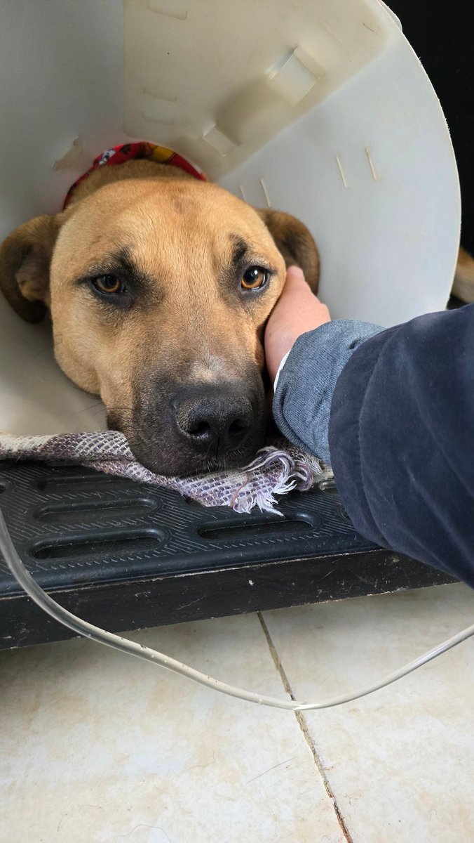 Marce Tabares 🐶 (@marce_tabares) on Twitter photo 💔Vamos #Maxi eres muy joven, no te me vayas por favor 😭.  Necesitamos la mejor energía de todos 🙏🙏🙏 💔Vamos #Maxi eres muy joven, no te me vayas por favor 😭.  Necesitamos la mejor energía de todos 🙏🙏🙏