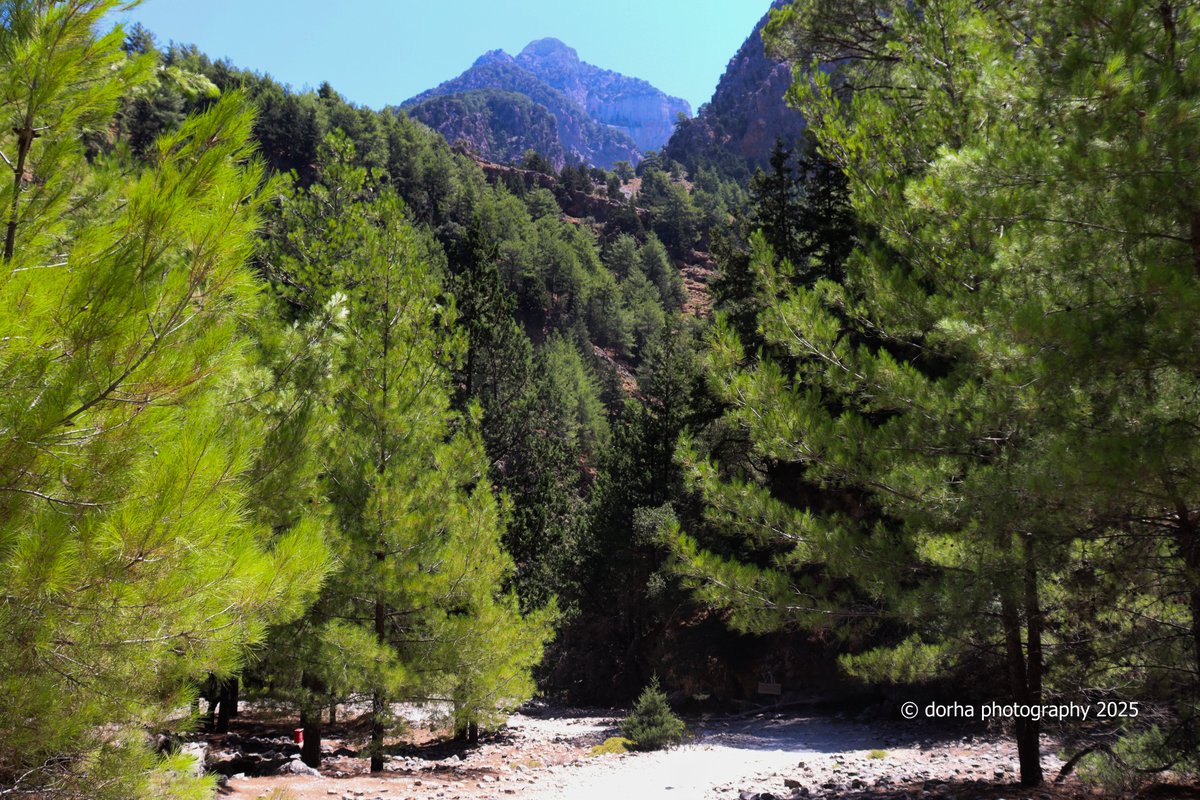 #Greece #crete #LandscapePhotography #Forest #Mountain #canon  
🌲🌳🥰🏞️