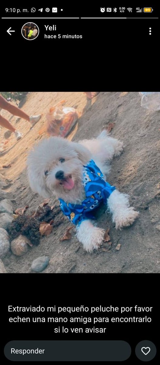 PerroUsuario's tweet image. Reporta @infinitoanimal2: URGENTE 🆘 por favor ayuden difundiendo por sus grupos responde al nombre de peluche fue robado en el bulevar y vendido en el mismo cementerio ayudemos a qué regrese a su hogar si llegan a saber algo comunicarse a los números 04125886113/04142114686