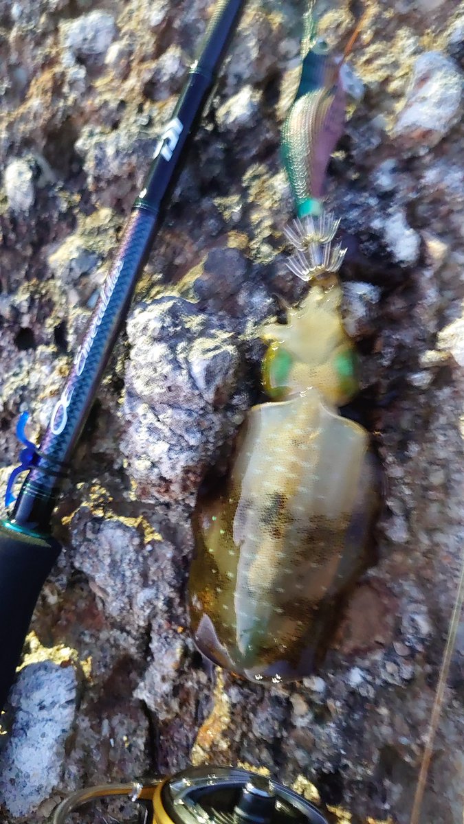秋を先取り🦑💡