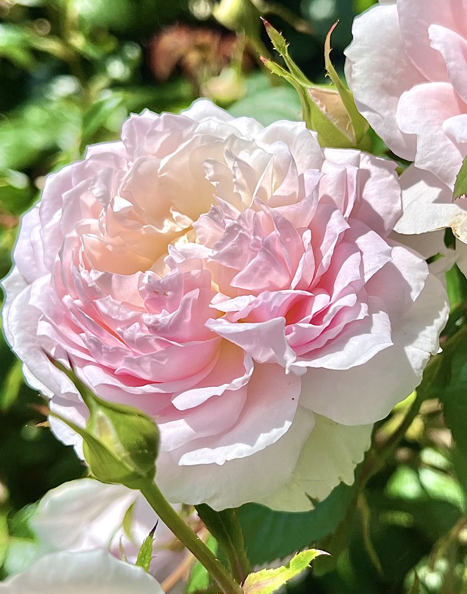 ✼̥୭*ˈおはようございます✼̥୭*ˈ
  ☀️
🥀🕊🌱  朝のお花は
 🕊💫🕊    #バラ
   🌱🕊🥀
          🕊  今日も楽しく ٩( ᐛ )و
      
       いつもありがとう🌸🌿

•*¨*•.¸¸♬︎   ⋆⸜ ⚘ ⸝⋆   •*¨*•.¸¸♬︎