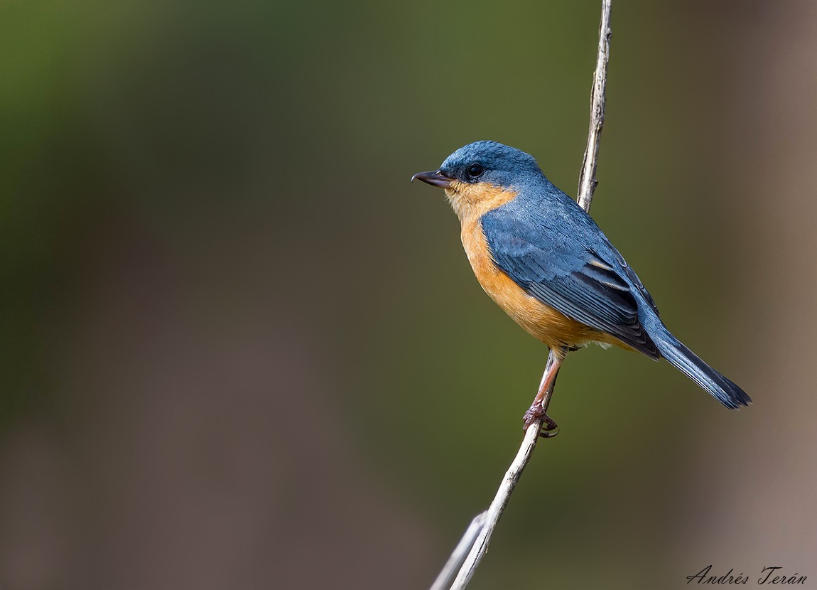 eBird Argentina tweet media