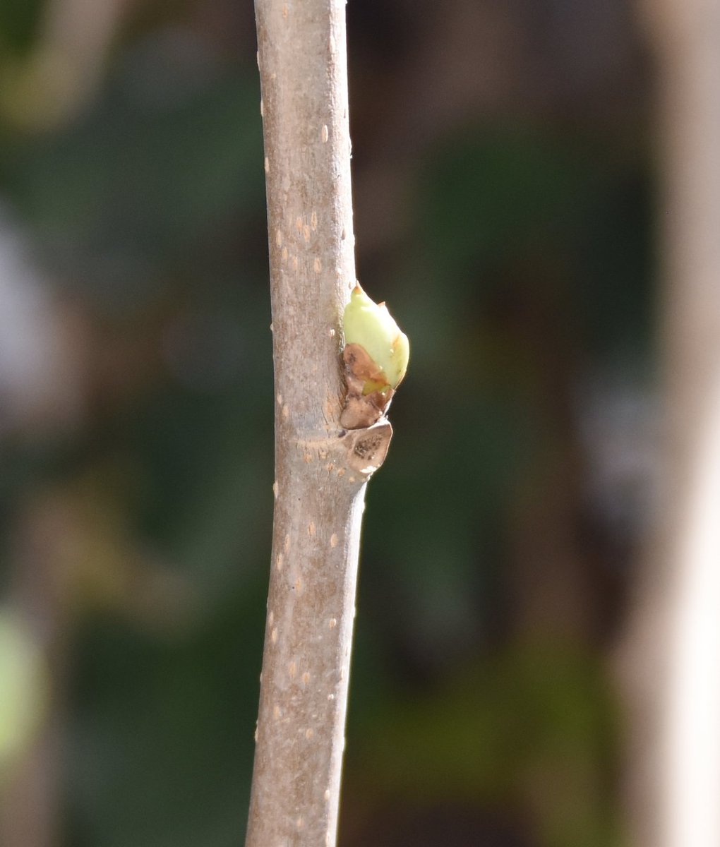 Momento ideal para mirar yemas: ramas en miniatura que se alargan  y despliegan esas hojitas, ahí apretadas.
 
Dato clave: la cicatriz debajo de la yema es de una hoja que cayó en otoño. Cada hoja tiene una yema en la axila, incluidas las diminutas dentro de la yema!