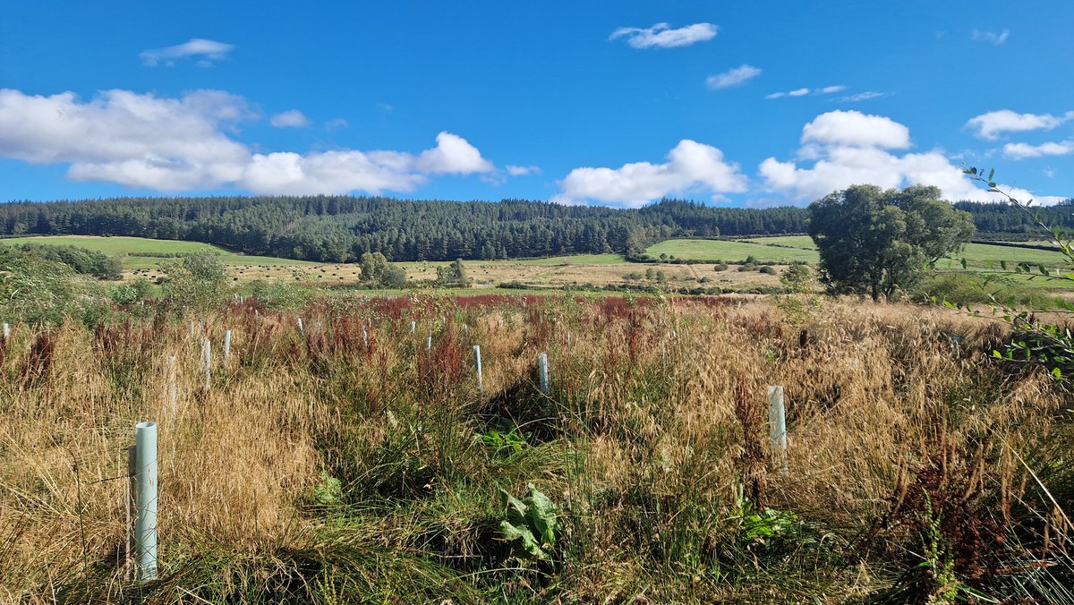 Going through this wee plantation counting empty tubes. Will replant this back end but there is a wee bit of competition that might need to be sorted first!