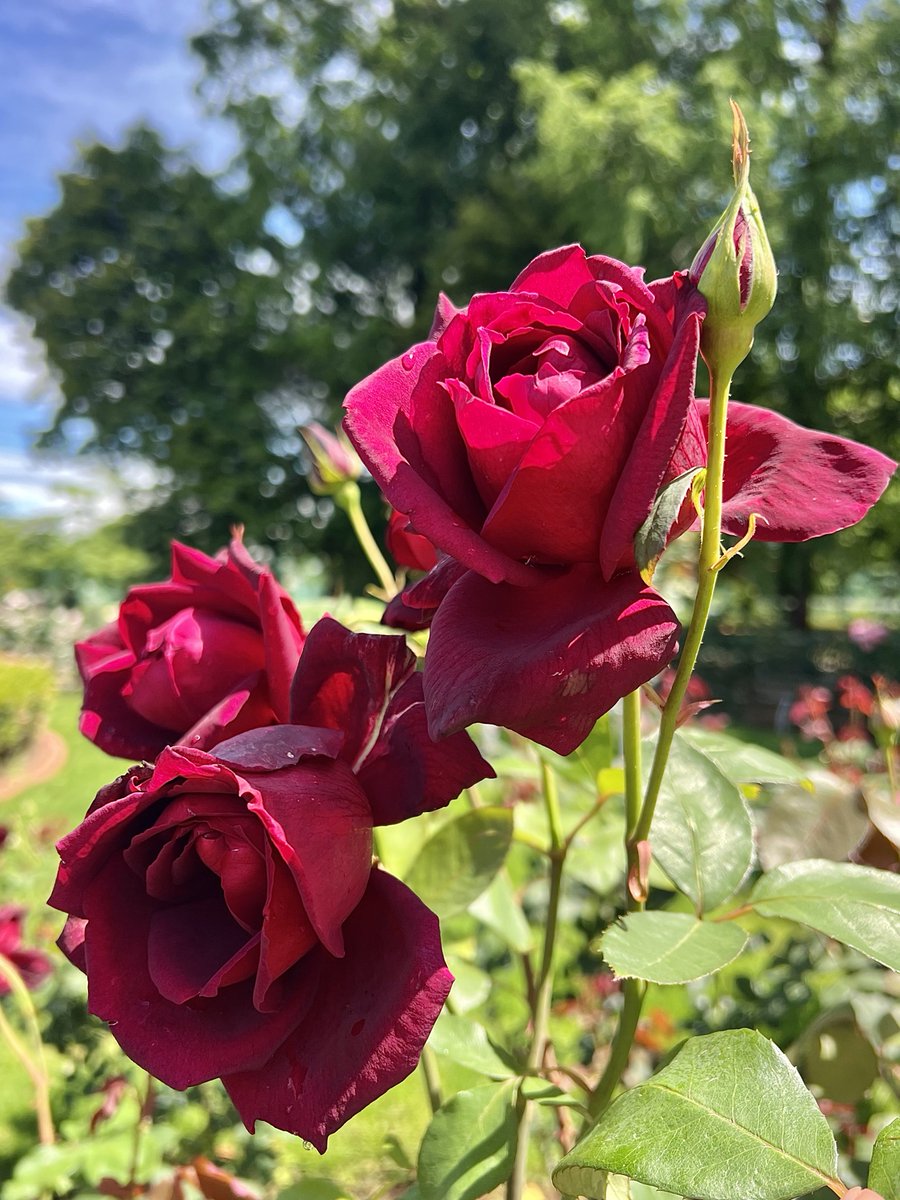 皆さん おはるみ〜♡
　なんしようと...😃"
      今日も1日頑張りましょう♬.*ﾟ
🇺🇸1964年🥀オクラホマ