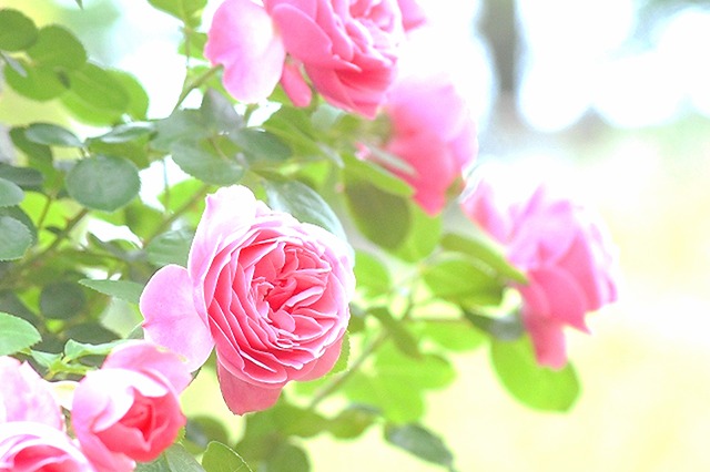 おはようございます。
今朝は「特選 柳+うまニガROCK」に癒されました！

「柳」に「うまニガ」を少し足して仕込んだ冷茶🎐🍃スーっと爽やかな甘味の後に、ドンと美味しさやって来る～😊

🎶何重奏にも美味しい～～✨朝茶時間でした🥰

「新潟｜うずまき屋さん」
【本日の１杯】今日もありがとう。